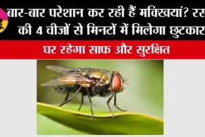 How To Get Rid Of Flies Naturally: बार-बार परेशान कर रही हैं मक्खियां? रसोई की 4 चीजों से मिनटों में मिलेगा छुटकारा, घर रहेगा साफ और सुरक्षित