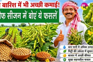 Arhar Cultivation: कम बारिश में भी होगी अच्छी कमाई! खरीफ सीजन में बोएं ये फसलें