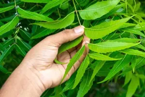 Medicinal Plants: इन पौधों का हो घर में सहारा, त्वचा और पेट संबंधी रोगों से मिलेगा छुटकारा
