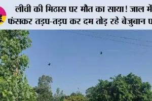 लीची की मिठास पर मौत का साया! जाल में फंसकर तड़प-तड़प कर दम तोड़ रहे बेजुबान पक्षी