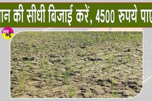 Paddy Seeding: धान की सीधी बिजाई करने वाले किसानों को मिलेगा 4500 रुपये प्रति एकड़ अनुदान