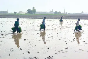 संगरूर में धान की रोपाई के काम ने पकड़ा जोर