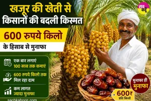 Date Palm Farming: धर्मपुरी के किसानों ने रचा नया कृषि मॉडल, 100 साल तक फल देने वाली इस फल की खेती की शुरू