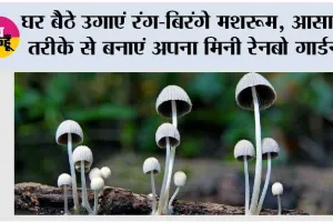 Rainbow Mushrooms Growing Tips: घर बैठे उगाएं रंग-बिरंगे मशरूम, आसान तरीके से बनाएं अपना मिनी रेनबो गार्डन
