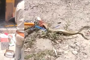 Snake News: सीएचसी के टीबी जांच केंद्र में निकला सांप, हड़कंप
