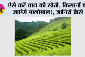 Tea Farming: ऐसे करें चाय की खेती, किसानों हो जाएंगे मालोमाल!, जानिये कैसे