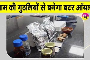 Bihar Agricultural University Innovation:आम की गुठलियों से बटर ऑयल! बीएयू सबौर के वैज्ञानिकों की नई पहल
