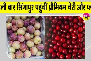 Horticulture News: अब किसानों की बढ़ेगी आय, शोपियां-पुलवामा से पहली बार सिंगापुर पहुंचीं प्रीमियम चेरी और प्लम 