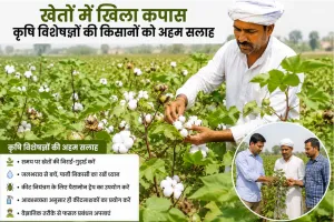 Cotton Cultivation: हल्की बारिश से खेतों में खिली कपास, कृषि विशेषज्ञों ने जारी की किसानों को अहम सलाह