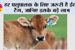 हर पशुपालक के लिए जरूरी है ईयर टैग, जानिए इसके बड़े लाभ