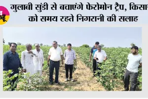 गुलाबी सुंडी से बचाएंगे फेरोमोन ट्रैप, किसानों को समय रहते निगरानी की सलाह