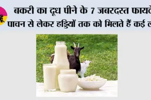Goat Milk Benefits: बकरी का दूध पीने के 7 जबरदस्त फायदे, पाचन से लेकर हड्डियों तक को मिलते हैं कई लाभ