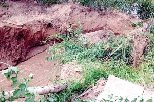 लोहगढ़ माइनर का लिंक चैनल टूटा, 15 एकड़ नरमा जलमग्न
