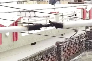 शाहाबाद में दर्दनाक हादसा, करंट की चपेट में आए दो भाइयों की मौत