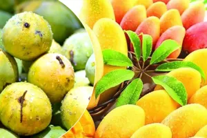 Aam Mahotsav: लखनऊ में सजेगा उत्तर प्रदेश आम महोत्सव, सीएम योगी करेंगे शुभारंभ
