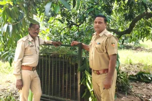 मीरापुर क्षेत्र में तेंदुए की दस्तक से ग्रामीणों में दहशत, खेड़ी सराय में लगाया गया पिंजरा