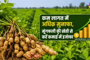 Groundnut Farming: वैज्ञानिक तरीके से करें मूंगफली की खेती, बढ़ाएं मुनाफा
