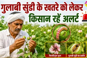 Agriculture News: गुलाबी सुंडी के खतरे को लेकर कृषि विभाग ने किसानों को किया अलर्ट, जारी की एडवाइजरी