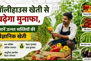Agricultural News: पॉलीहाउस खेती से बढ़ाएं मुनाफा जानें शिमला मिर्च, चेरी टमाटर और बिना बीज वाले खीरे की उन्नत खेती