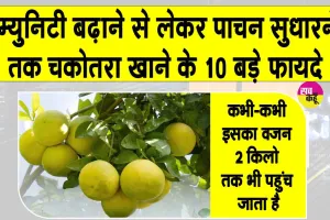 Pomelo Benefits: जितना बड़ा फल, उतने बड़े फायदे,  खट्टे फलों का बादशाह चकोतरा