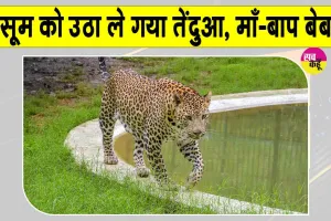 Leopard News: तेंदुए का आतंक! माँ-बाप के सामने से 5 वर्ष की मासूम को उठा ले गया तेंदुआ