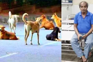 Stray Dogs Menace: आवारा कुत्तों के आतंक से सहमे शहरवासी, रोजाना 20-25 लोग हो रहे शिकार