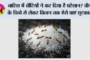 Ants In Sugar Container: बारिश में चींटियों ने कर दिया है परेशान? चीनी के डिब्बे से लेकर किचन तक ऐसे पाएं छुटकारा