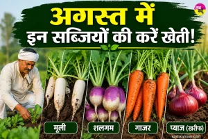 Vegetable farming: अगस्त में इन सब्जियों की करें खेती! जानें बुआई का सही समय व ऐसे करें खेत तैयार