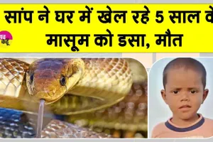 Snake News: घर में खेल रहे पांच वर्षीय मासूम को सांप ने डसा, अस्पताल पहुंचने से पहले मौत