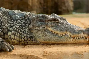 Crocodile News: कैंप में घुसा छह फीट लंबा मगरमच्छ, मची अफरा-तफरी