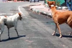 Dog Attack: आवारा कुत्ते ने 3 साल की बच्ची पर किया हमला, चेहरे पर लगे 12 टांके