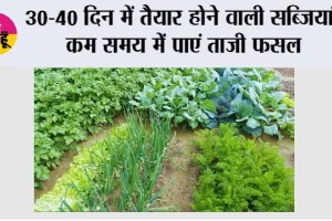 Farming Tips: 30-40 दिन में तैयार होने वाली सब्जियां, कम समय में पाएं ताजी फसल