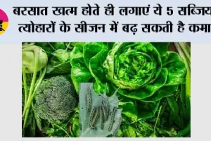 Farming Tips: बरसात खत्म होते ही लगाएं ये 5 सब्जियां, त्योहारों के सीजन में बढ़ सकती है कमाई