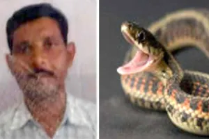 Snake Bite News: खेत पर गए जगनपुर के किसान की सर्पदंश से मौत, कोहराम