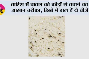 Keep Rice Safe From Insects: बारिश में चावल को कीड़ों से बचाने का आसान तरीका, डिब्बे में डाल दें ये चीजें