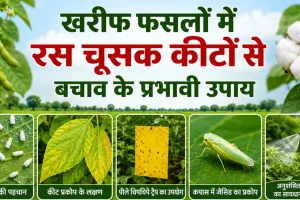 Agriculture News: खरीफ फसलों में बढ़ा रस चूसक कीटों का खतरा, जानें बचाव के प्रभावी उपाय