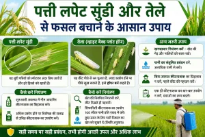 Rice Pest Control: धान-बासमती में कीटों का बढ़ रहा खतरा! पत्ती लपेट सुंडी और तेले से फसल बचाने के आसान उपाय
