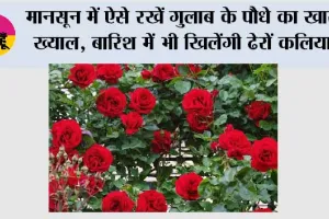 Rose Plant: मानसून में ऐसे रखें गुलाब के पौधे का खास ख्याल, बारिश में भी खिलेंगी ढेरों कलियां
