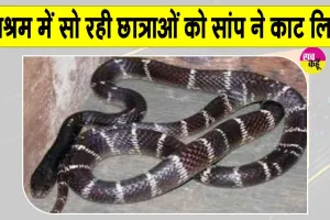 Snake News: आश्रम स्कूल में रात को सो रही थी छात्राएं, अचनाक सांप ने काटा