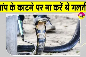 Snake News: मानसून में सांप के काटने का खतरा ज्यादा, सांप के काटने पर पहला 1 घंटा अहम