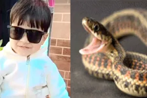 Snake Bites: घर के बाहर खेल रहे 4 साल के मासूम को कोबरा ने डंसा, मौत से परिवार में मचा कोहराम