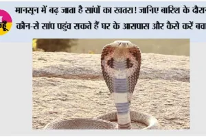 Snake Monsoon safety: मानसून में बढ़ जाता है सांपों का खतरा! जानिए बारिश के दौरान कौन-से सांप पहुंच सकते हैं घर के आसपास और कैसे करें बचाव