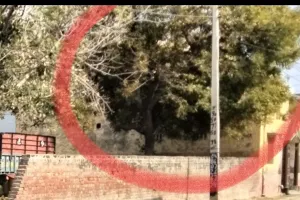 Environment: पंचायत जमीन पर लगे 25 साल पुराने 2 पेड़ काटे, जांच की मांग