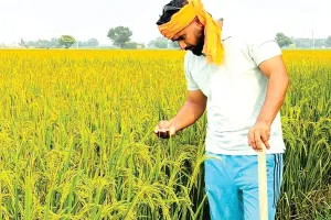 Paddy Stubble: दुन्नेवाला का सुखराज सिंह 21 एकड़ रकबे में धान की पराली का बिना आग लगाए कर रहा प्रबंधन