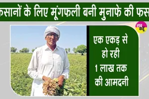 Groundnut farming: मूंगफली की खेती में अच्छी पैदावार व अच्छे भाव मिलने से खिले किसानों के चेहरे