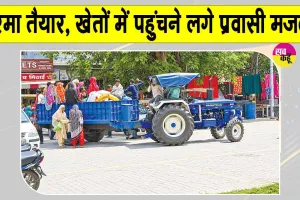 Cotton Farming: नरमा तैयार होते ही खेतों में पहुंचने लगे प्रवासी मजदूर, चुगाई शुरू