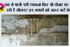 Damp wall solution: छत से पानी नहीं टपकता फिर भी दीवार पर आ रही है सीलन? इन जगहों को जरूर करें चेक