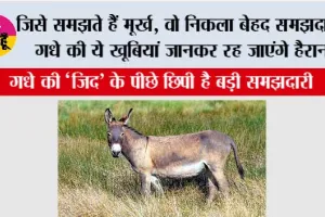 Donkey Intelligence: जिसे समझते हैं मूर्ख, वो निकला बेहद समझदार! गधे की ये खूबियां जानकर रह जाएंगे हैरान