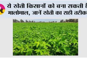 Farming Tips: ये खेती किसानों को बना सकती है मालोमाल, जानें खेती का सही तरीका