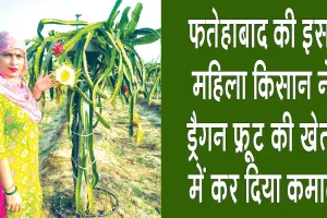 Dragon Fruit Farming: फतेहाबाद की इस महिला ने ड्रैगन फ्रूट की खेती से बदली खेती की तस्वीर, सीएम व कृषि मंत्री करेंगे सम्मानित